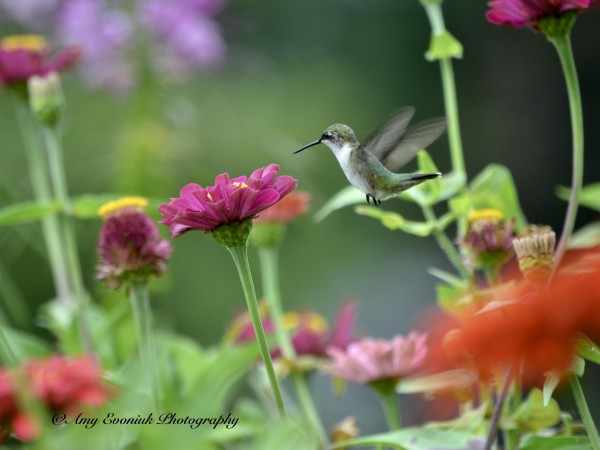 Female Ruby-throated Hummingbird.