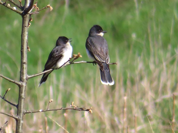 Eastern Kingbirds. 