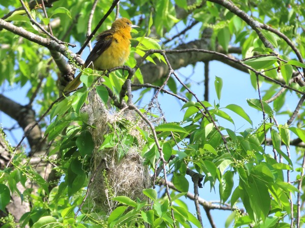 Baltimore Oriole above nest.