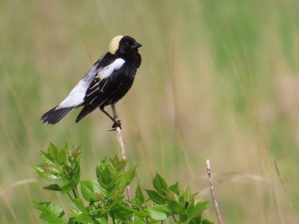 Male Bobolink.