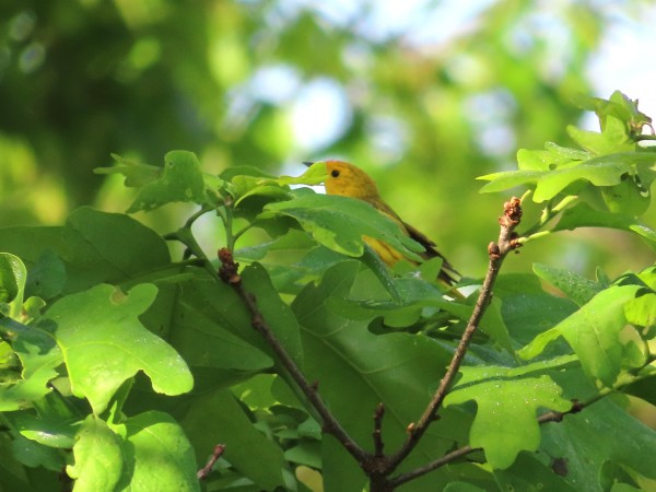 Yellow Warbler Taking a Leaf Bath.