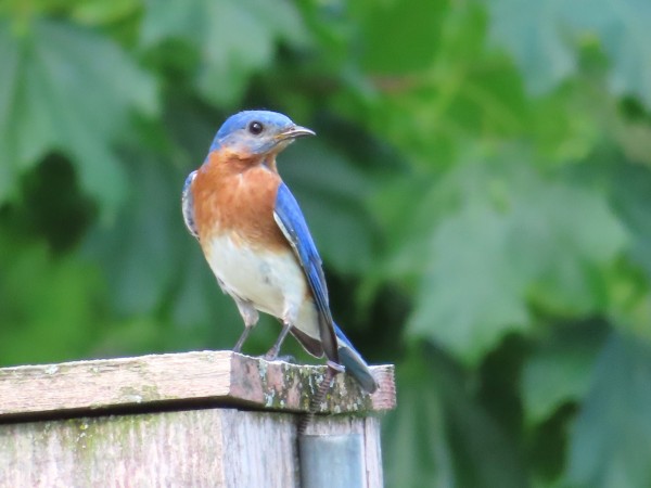 Eastern Bluebird