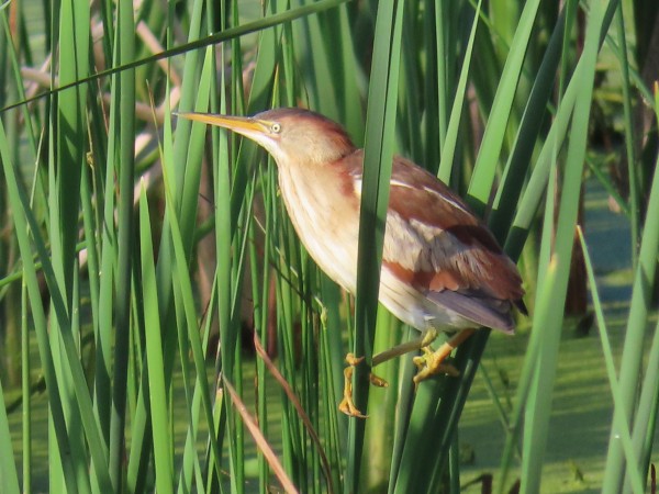 Least Bittern