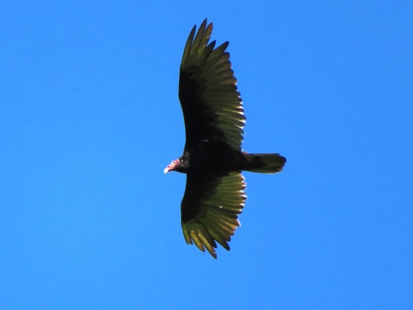 Soaring Turkey Vulture.