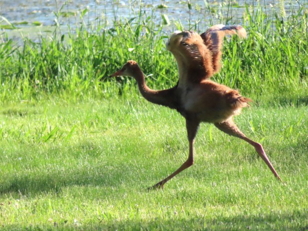 Sandhill Crane Colt.