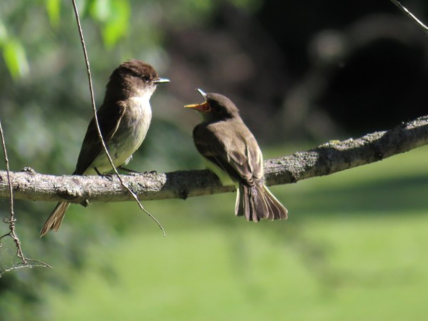 Eastern Phoebes.