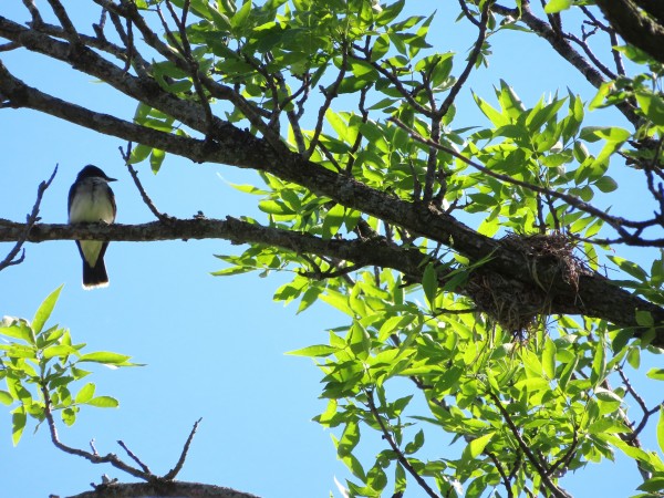 Eastern Kingbird.