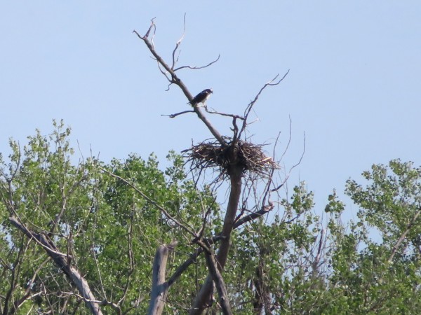 Osprey.