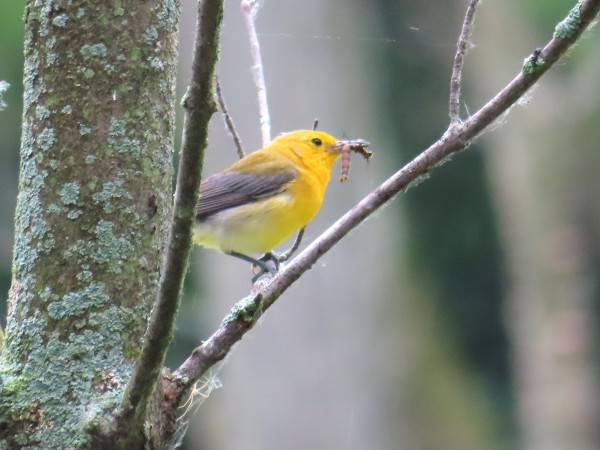 Prothonotary Warbler