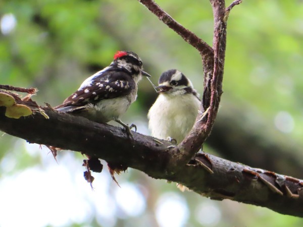 Downy Woodpeckers