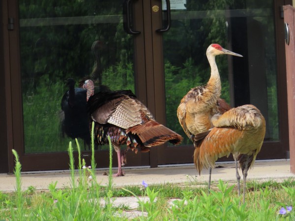 Sandhill Cranes and Turkey.