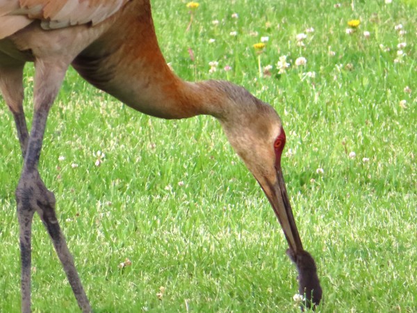 Sandhill Crane feeding.