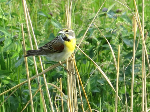 Dickcissel