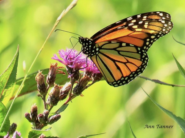 Monarch butterfly.