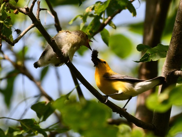 Prothonotary Warbler feeding fledgling.