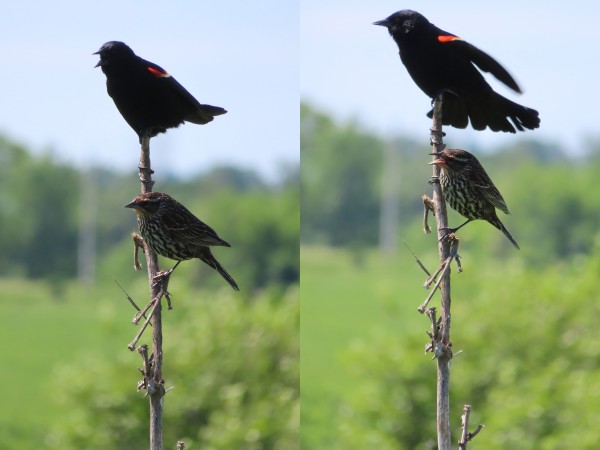 Male and female Red-winged Blackbirds.
