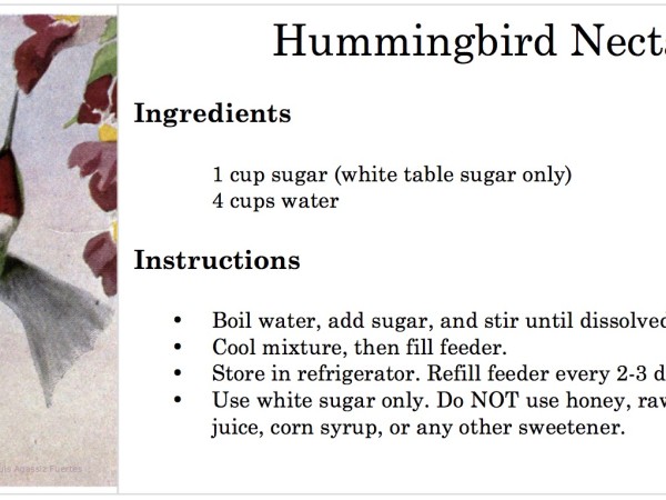 hummingbird nectar