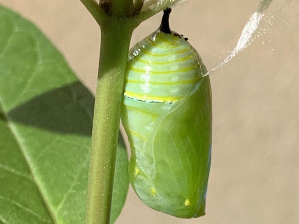 Monarch chrysalis.