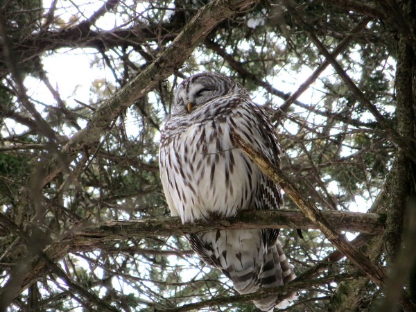 Barred Owl