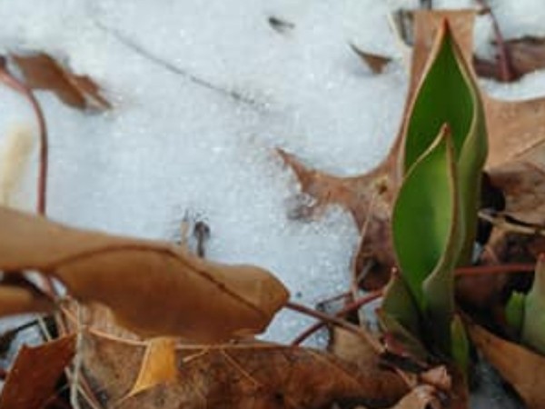 Tulip green emergence through snow