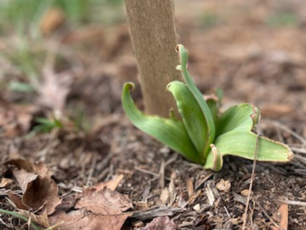 Tulip green emergence from soil next to stick in ground