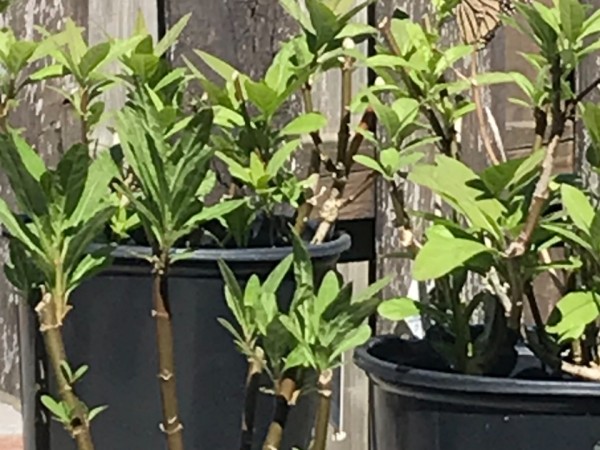 monarch seen near potted plants