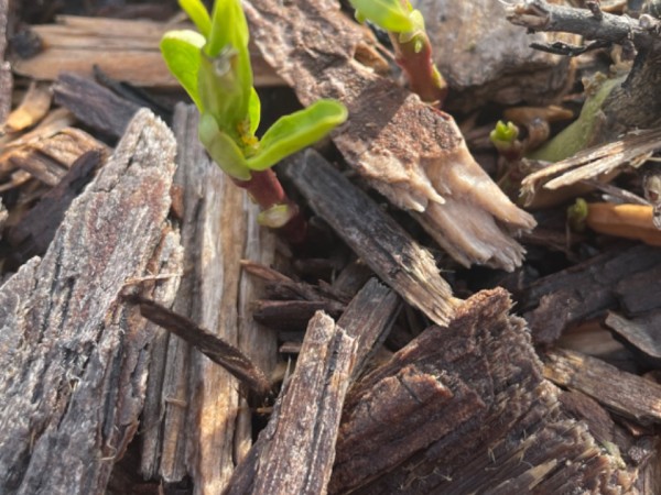 a few sprout of milkweed emerging in woodchips