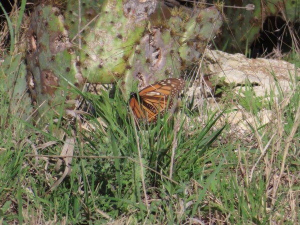 monarch depositing eggs on short milkweed sprout