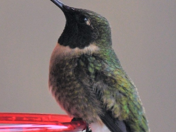 Ruby throated hummingbird