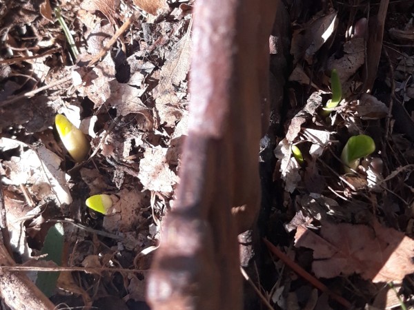 milkweed sprouting