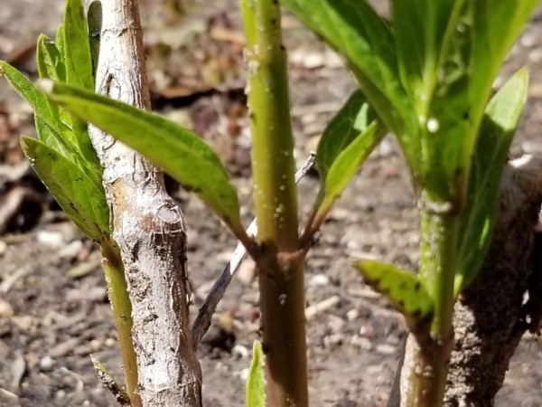 milkweed sprouting with monarch eggs