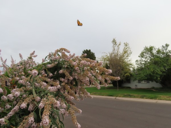 monarch first sighted nectaring on bush