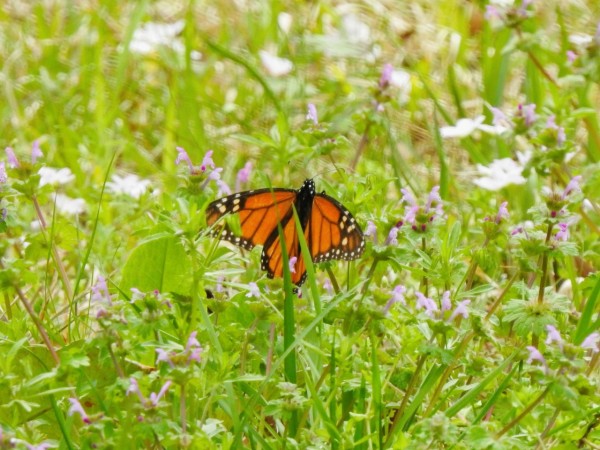 moanrch nectaring among white flowers