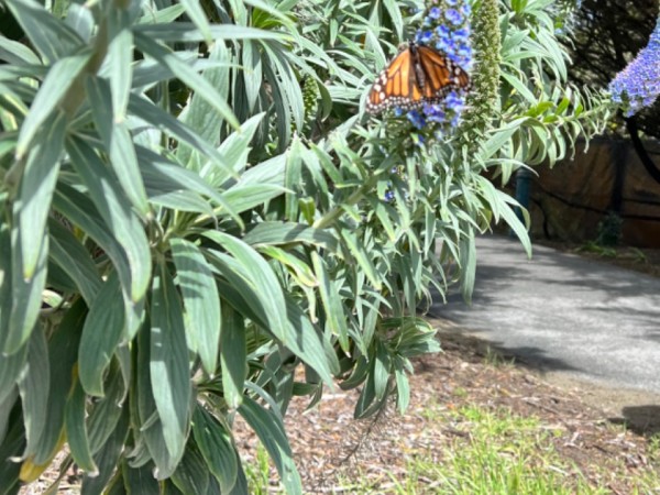 monarch