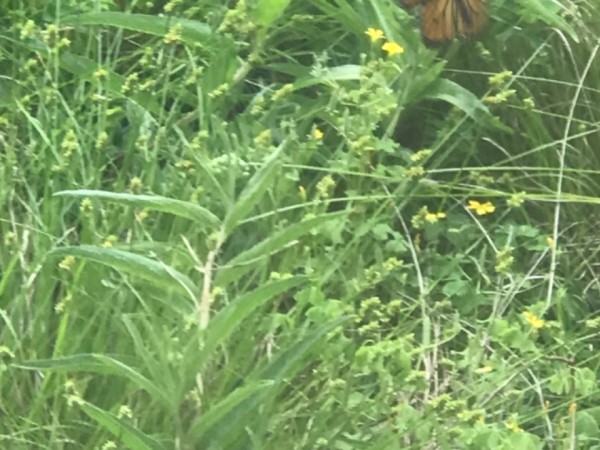 monarch