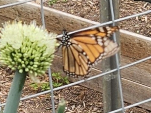 monarch