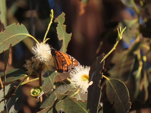 nectaring monarch