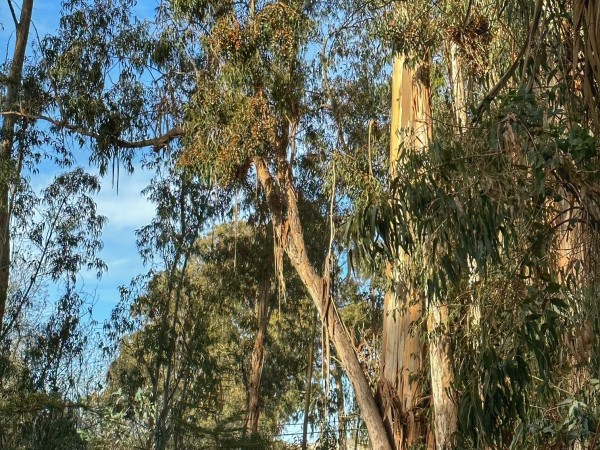 monarchs roosting in eucalyptus trees in Pismo Beach Butterfly Sanctuary, CA. 