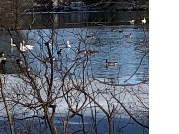 Tundra swans at rest during migration
