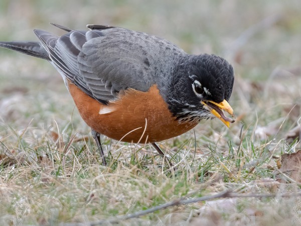 Robin foraging on ground