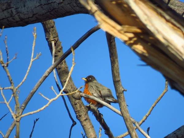 Robin perched in tree against blue sky