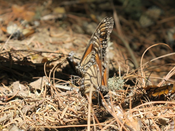 monarchs mating