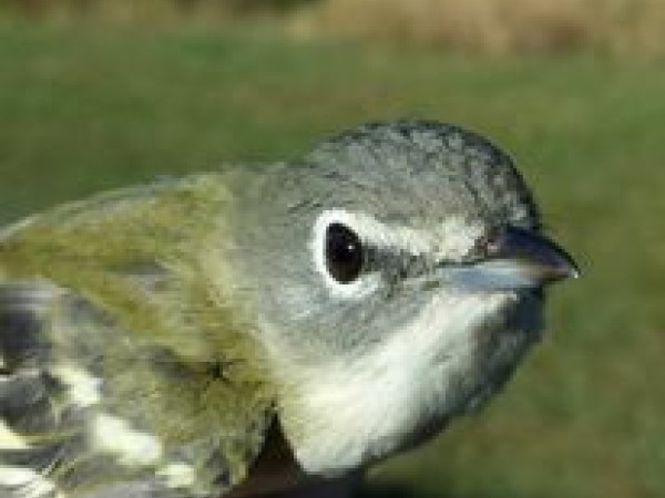 Blue-headed Vireo