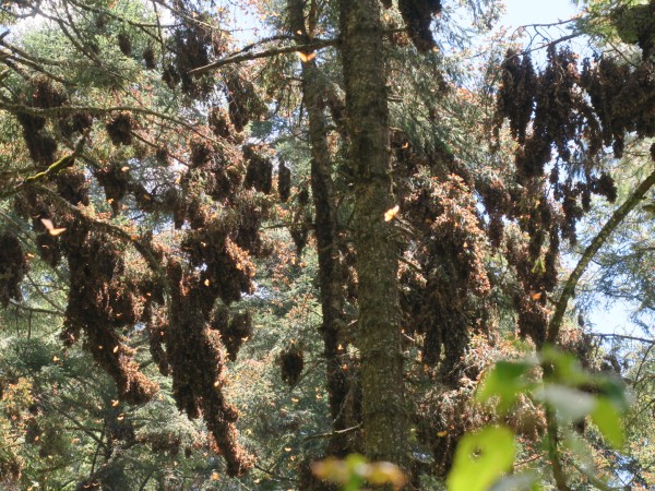 monarch colonies