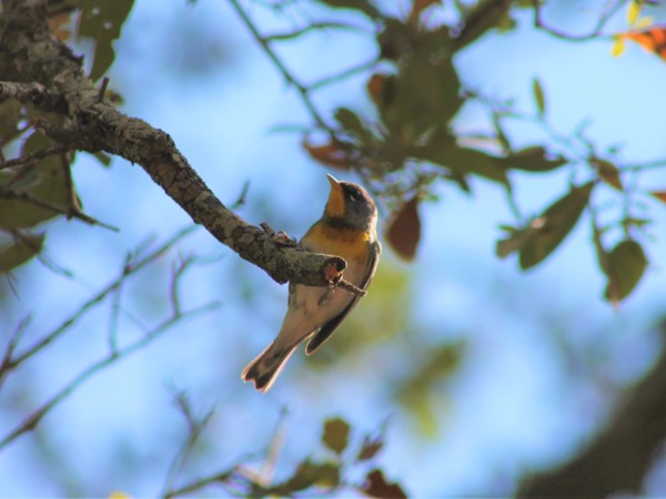 Northern Parula in tree