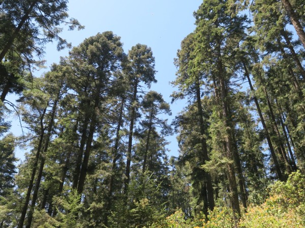 monarchs no longer seen in trees at the El Rosario Sanctuary, Mexico