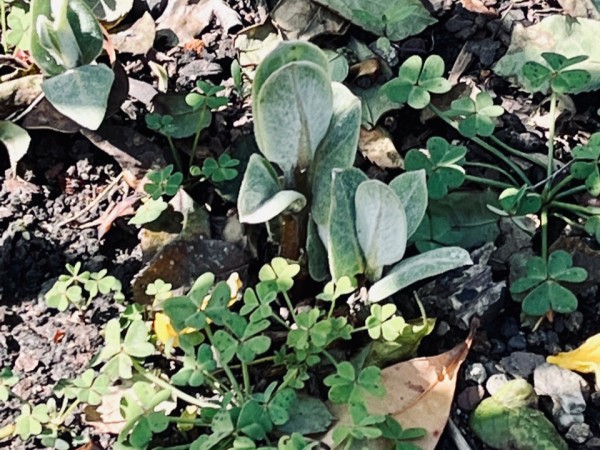 milkweed sprouting