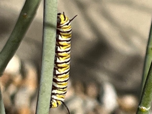 larvae