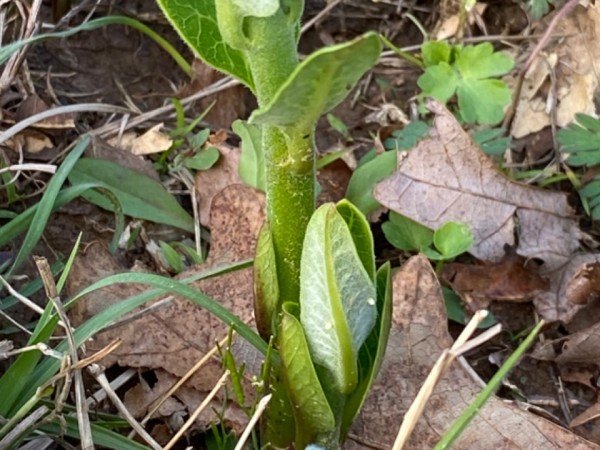 monarch egg