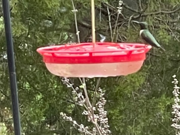 Ruby throated hummingbird